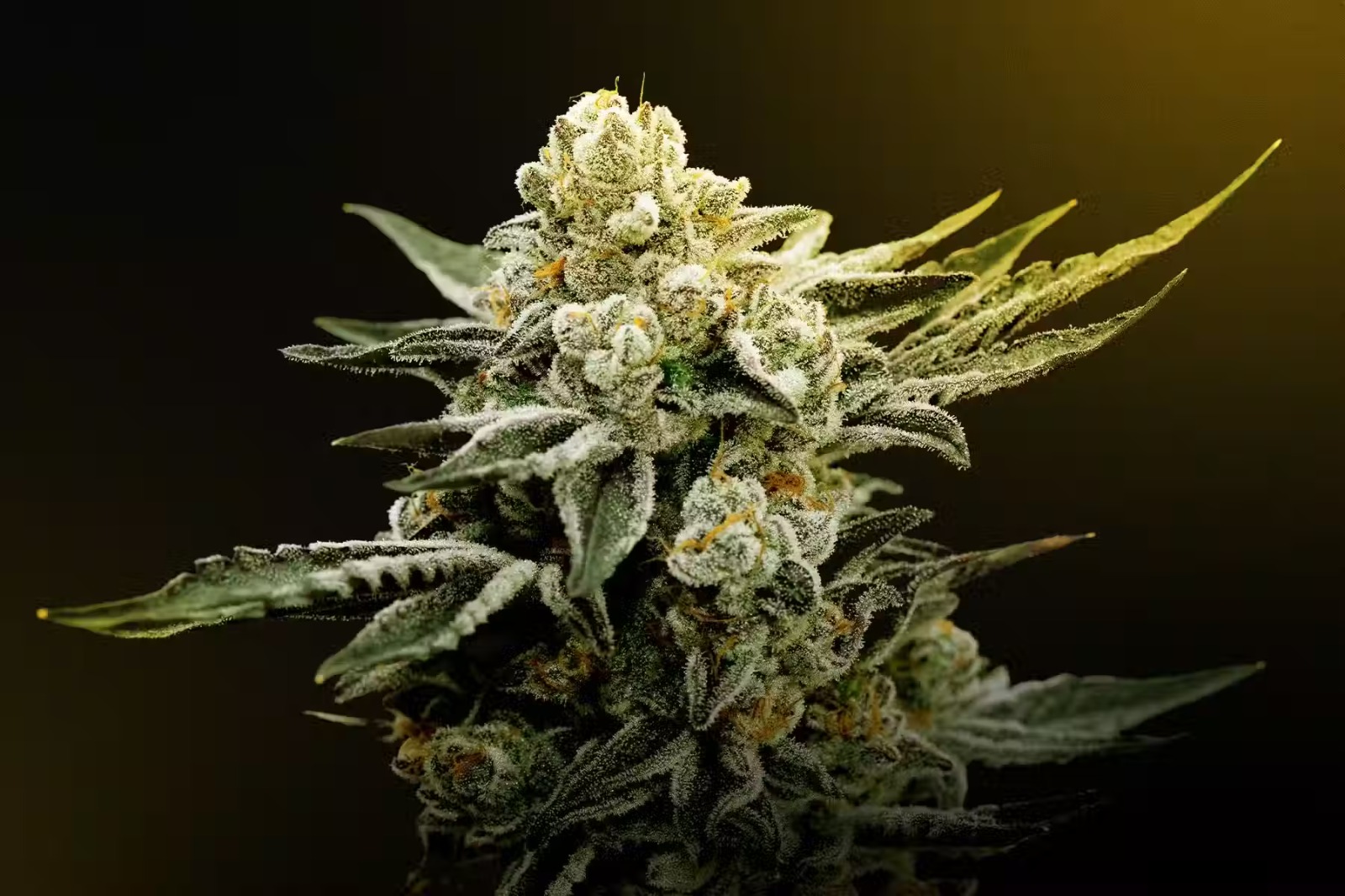 THC Edibles for Sale Australia – Research on Legal THC Edibles